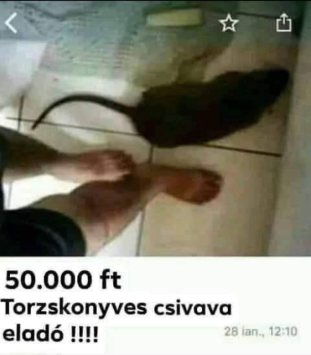 Egy patkány, ami 50.000 forintos törzskönyves csivavának van kiírva.
